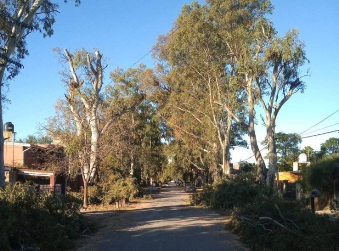 Poda en Los Álamos: aseguran que hubo "tala indiscriminada” de árboles